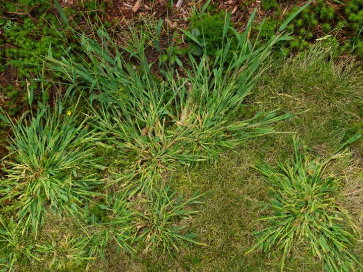 Image: Stop crabgrass before it gets this large. Credit: Christian Delbert/Shutterstock.