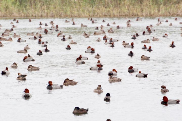 ducks_full_width.jpg