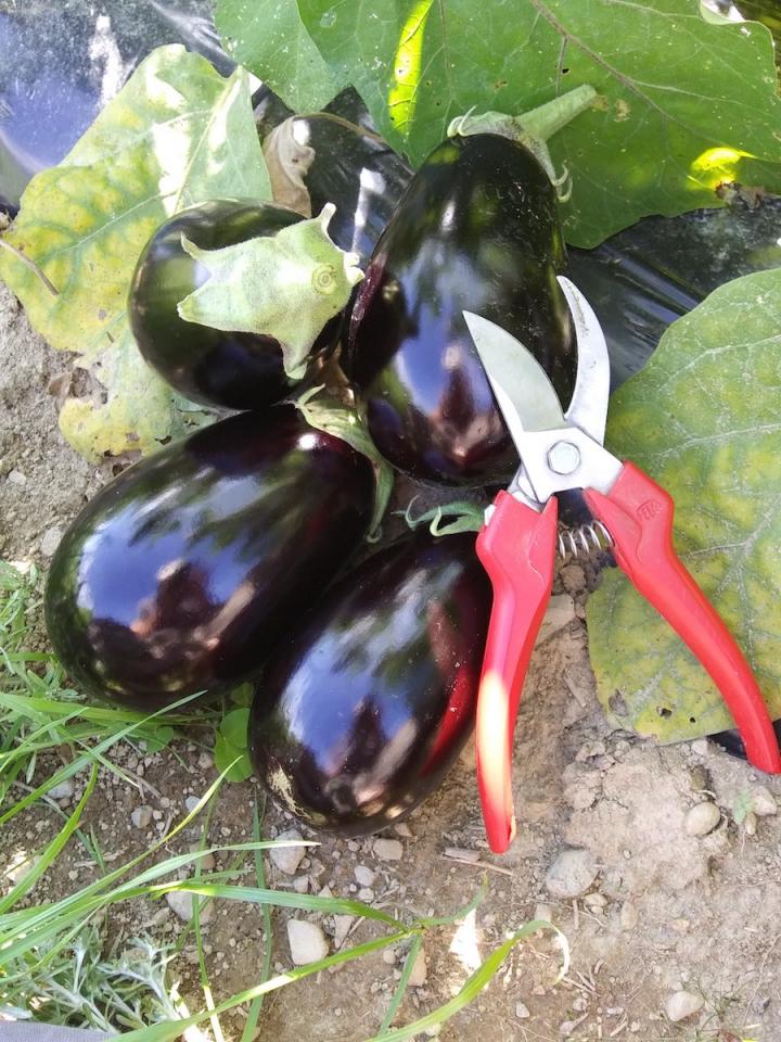 eggplant_full_width.jpg