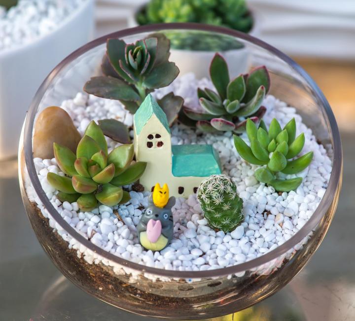 My first attempt at constructing miniature garden was simple.  I used succulents that needed little water or care. Image: asharkyu