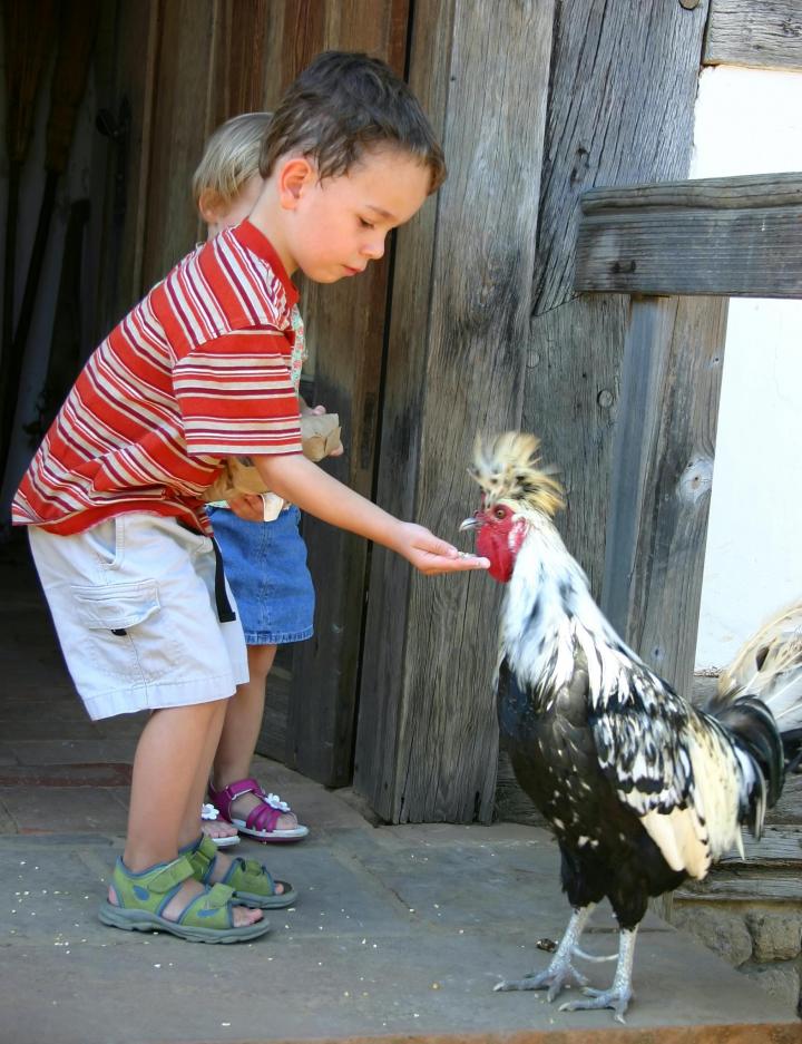 Child plays with chicken