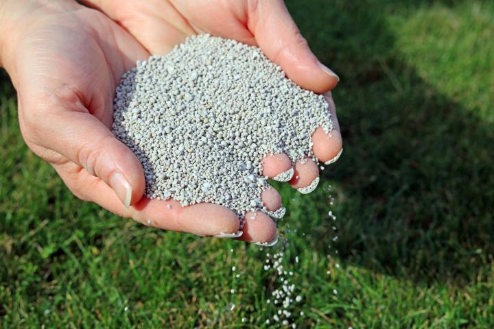 Image: Granular fertilizer for lawn. Credit: Dean Clarke.