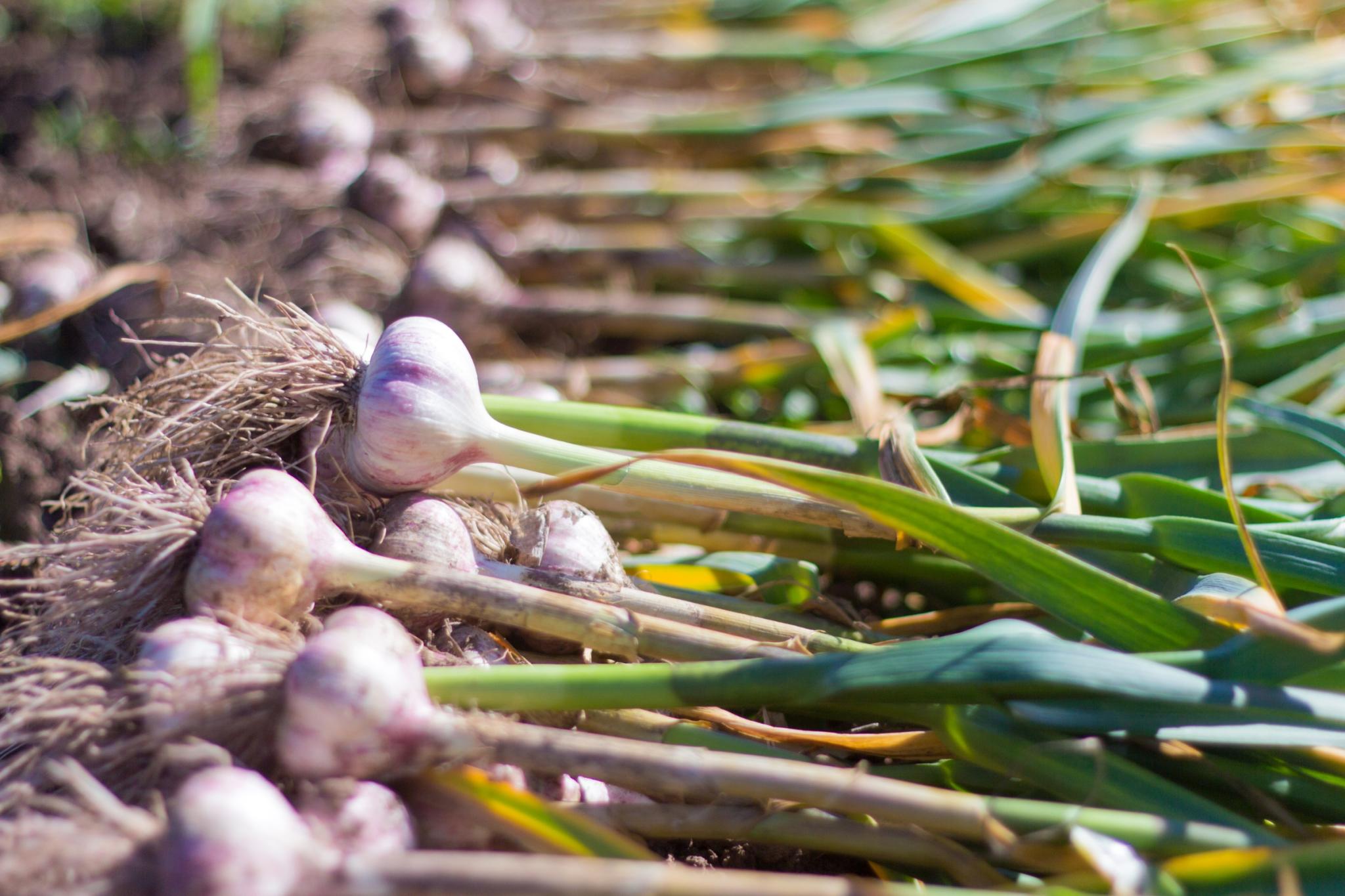 Harvested garlic bulbs. Photo by Nikolaeva Elena/Getty Images