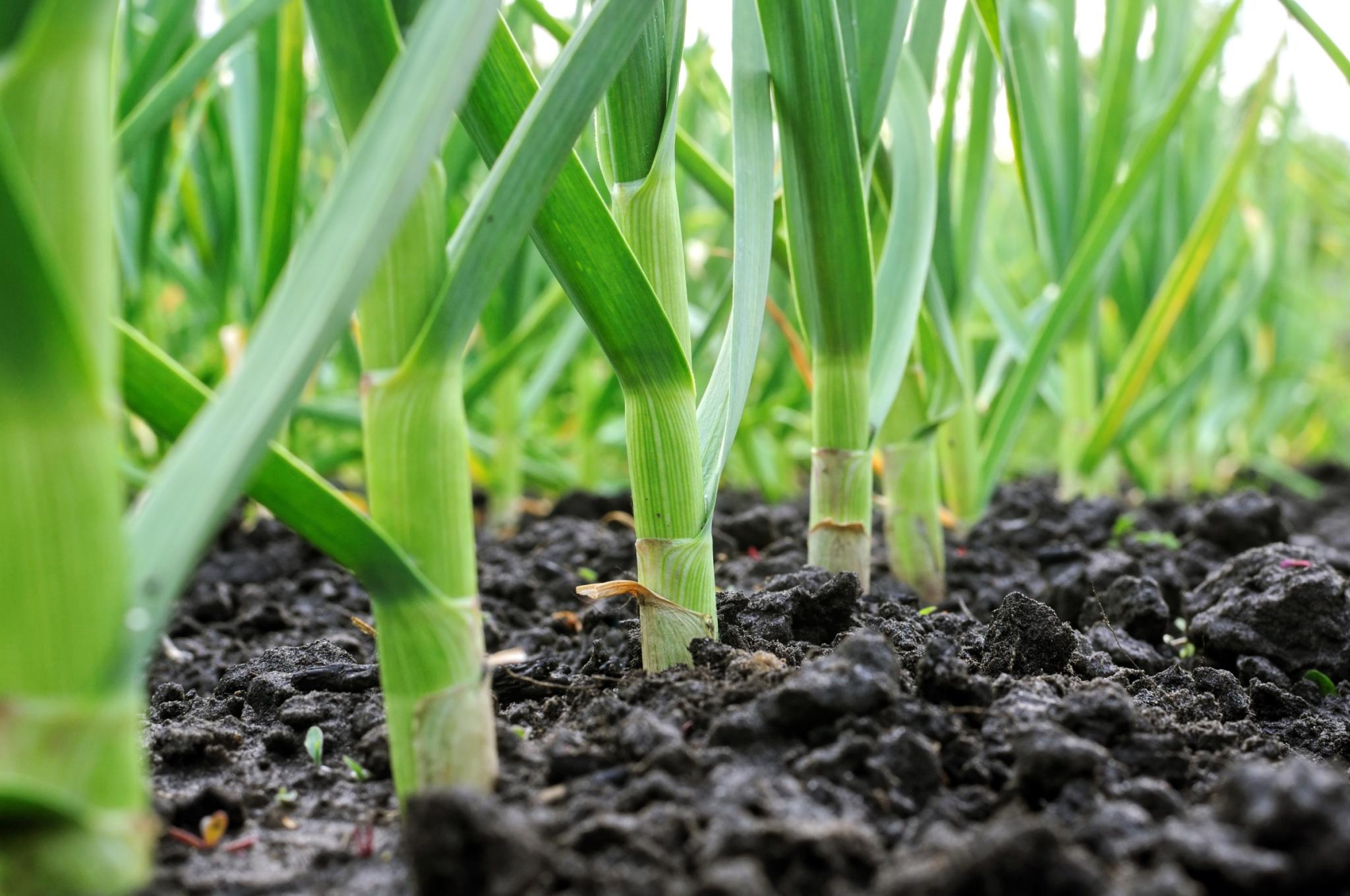 Garlic shoots growing out of soil. Photo by YuriyS/Getty Images