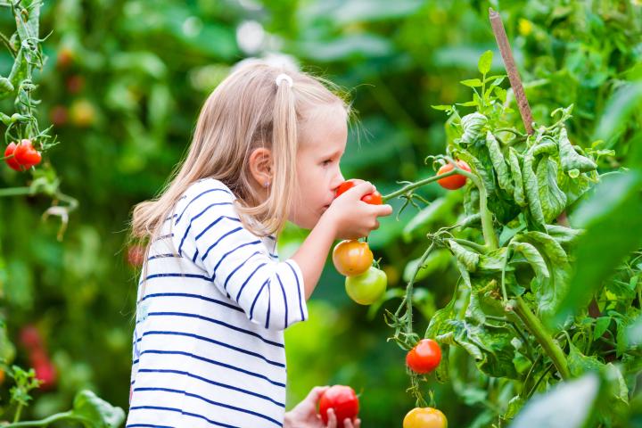girl smelling tomatoes in the garden