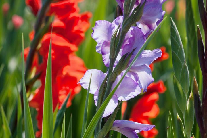 purple and red Gladiolus flowers