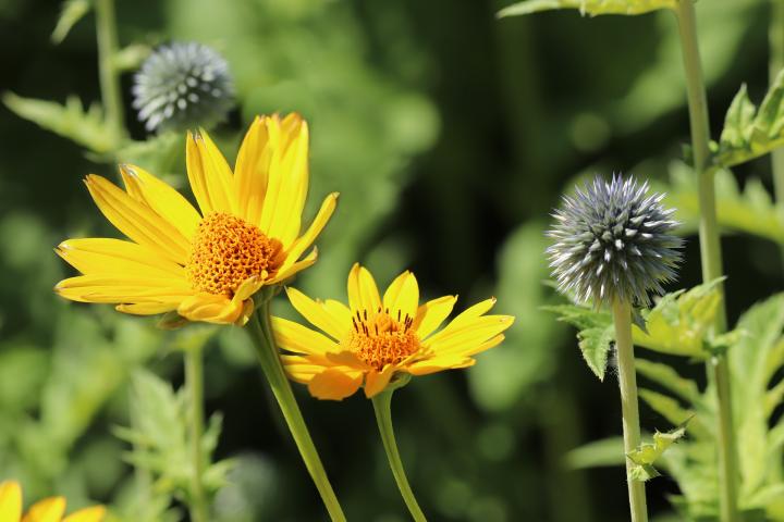 Heliopsis helianthoides or False Sunflower