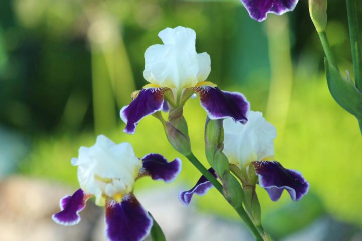 yellow and purple irises