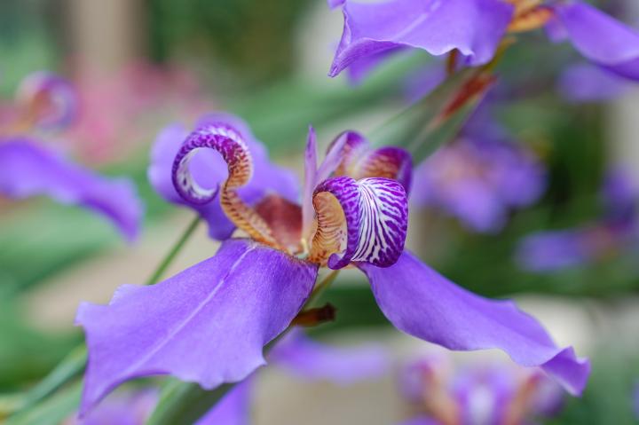 purple Japanese iris. 
