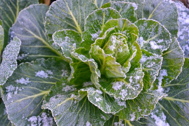 Frosted kale