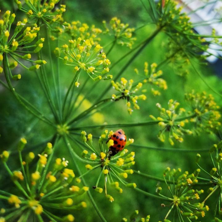 ladybug on a dill weed flower