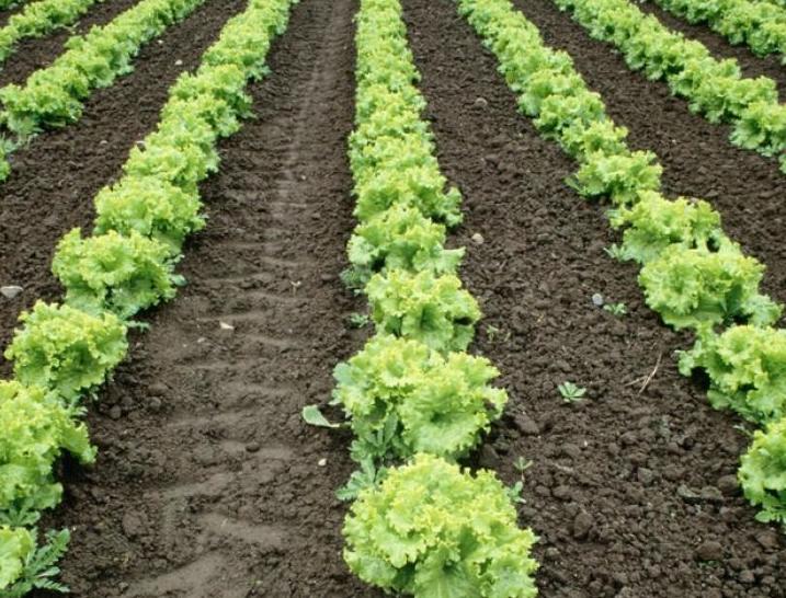 lettuce in rows in a tilled garden
