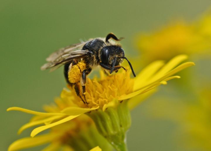 mason bee on a yellow flower