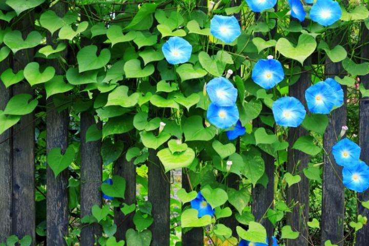 morning_glory_borchee_gettyimages_full_width.jpg