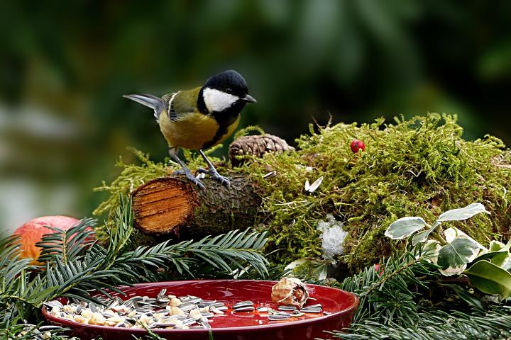 chickadee eating a birdseed with a recycled tree