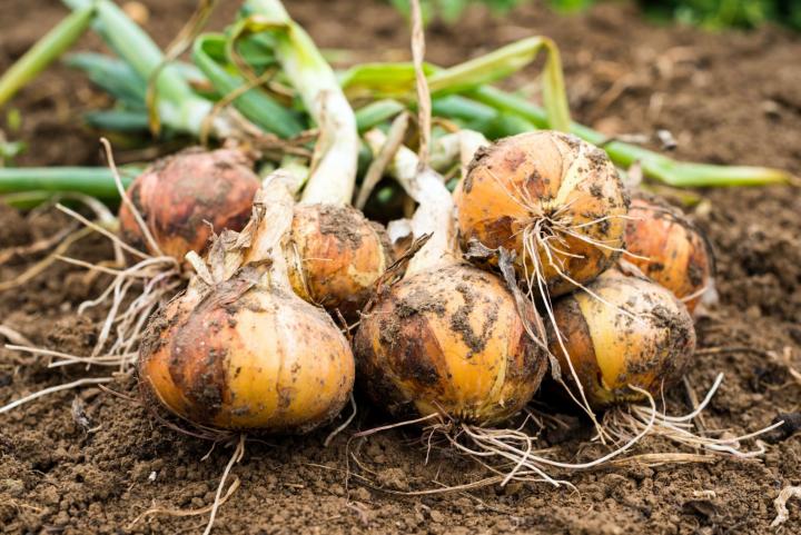 Harvested onions still covered in dirt in the garden . Photo by Rootstocks/Getty Images