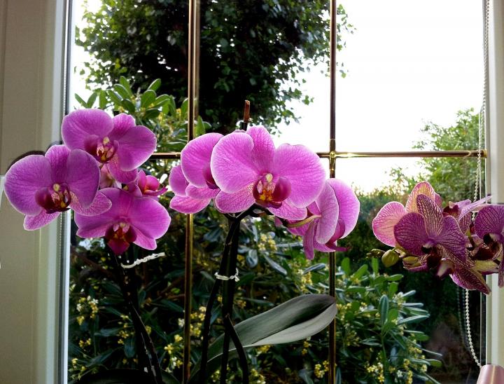 orchid-window-352609_1920_full_width.jpg