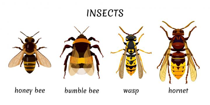 honey bee, bumble bee, wasp, and hornet illustration