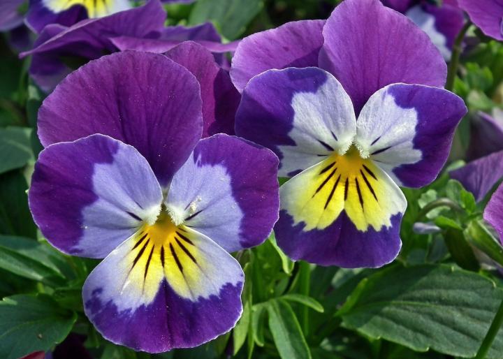 pansies purple and yellow pansy flowers