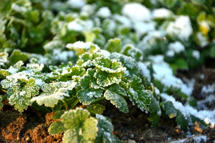 parsley with a light frost