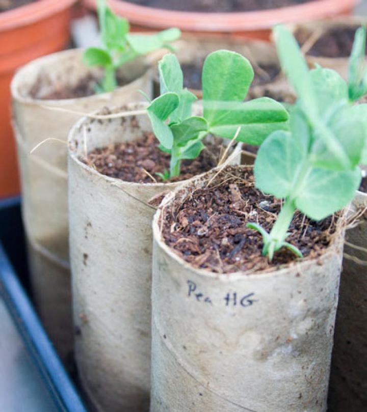 pea-seedlings-in-cardboard-tubes-2x_0.jpg