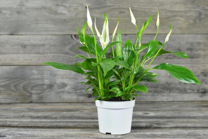 Peace lily on table. Photo by izzzy71/Getty Images