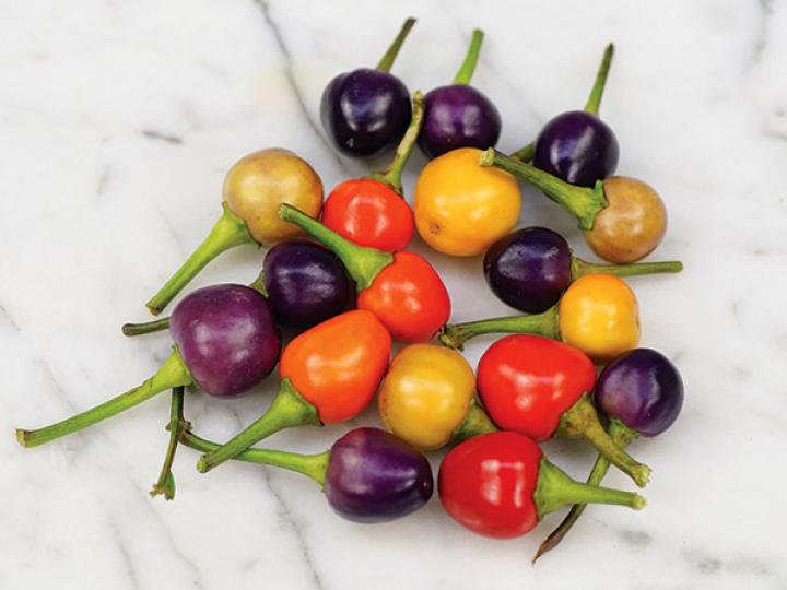Filius Peppers: Great for pots and hanging baskets, these small and spicy peppers produce a lovely, small violet-blue fruit and are quite prolific!