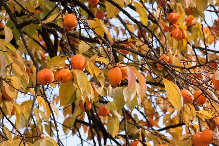 Persimmons in tree growing in an orchard