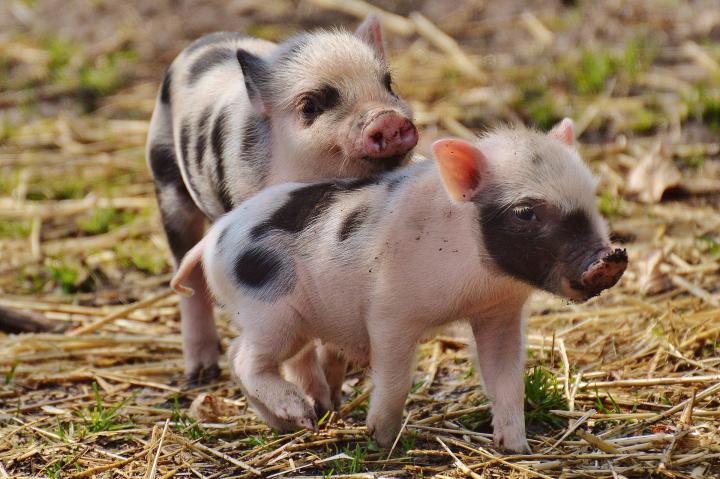 baby spotted piglets