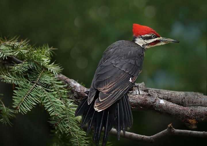  Pileated Woodpecker (Dryocopus pileatus) 