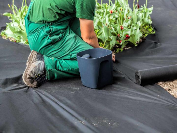 smothering weeds with gardening fabric