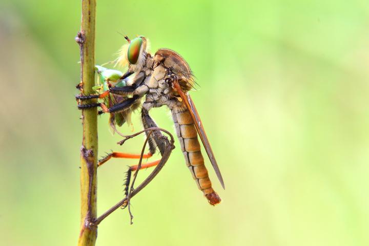 Robber fly with prey.