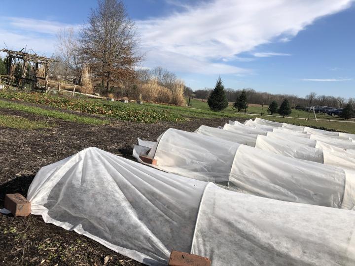 row covers to protect plants against frost