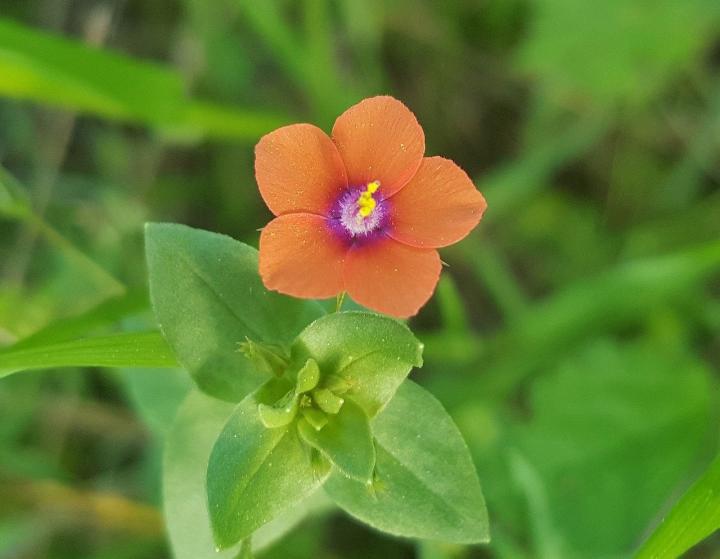 scarlet-pimpernel-1255079_1280_full_width.jpg