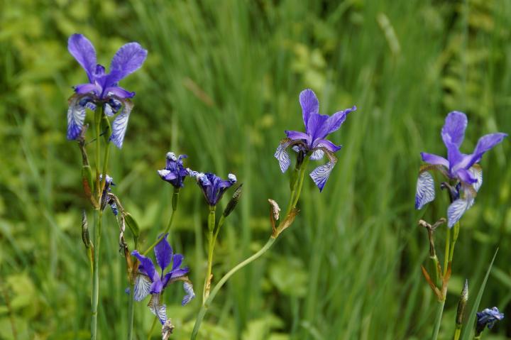 purple Siberian irises. 