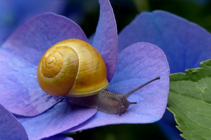 Snail on hydrangea flower