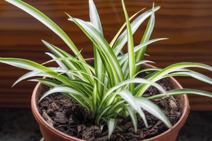 Spider plant. Photo by t50/Shutterstock