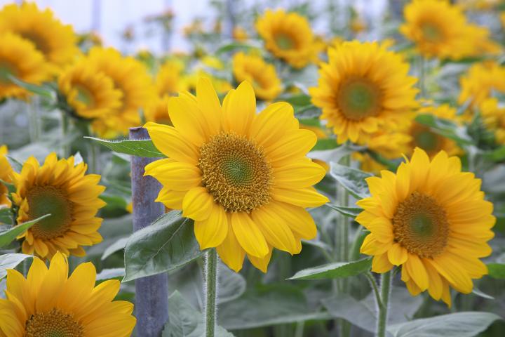 sunflowers_full_width.jpg