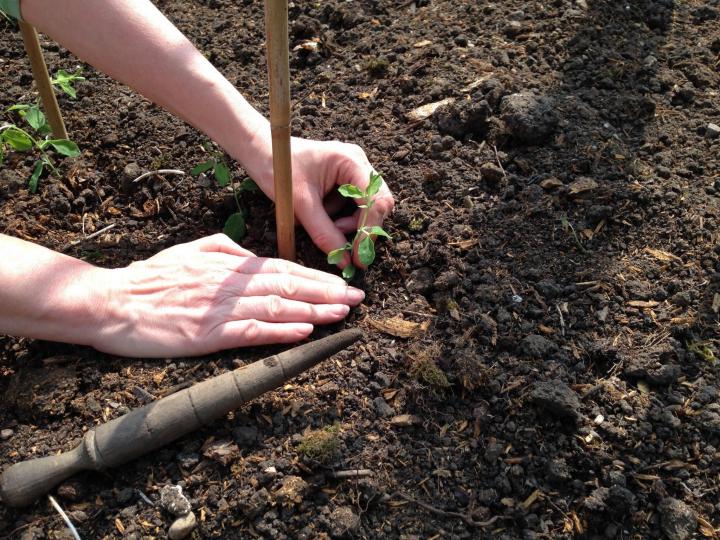 planting sweet peas near supports
