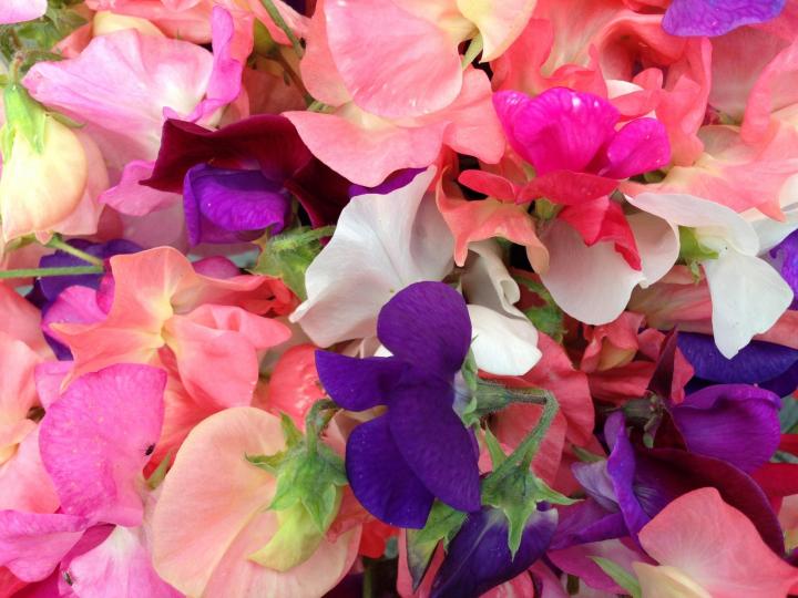 sweet pea flower petals, pink and purple