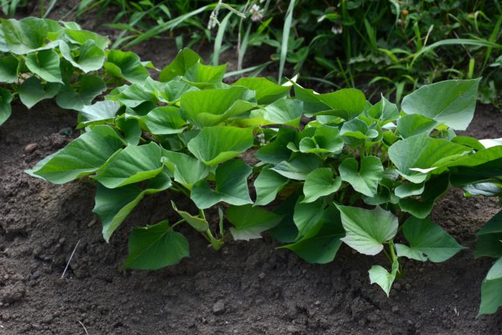 sweet potatoes planted in the garden make a nice ground cover