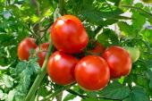 tomatoes_helios4eos_gettyimages-edit_quarter_width.jpeg