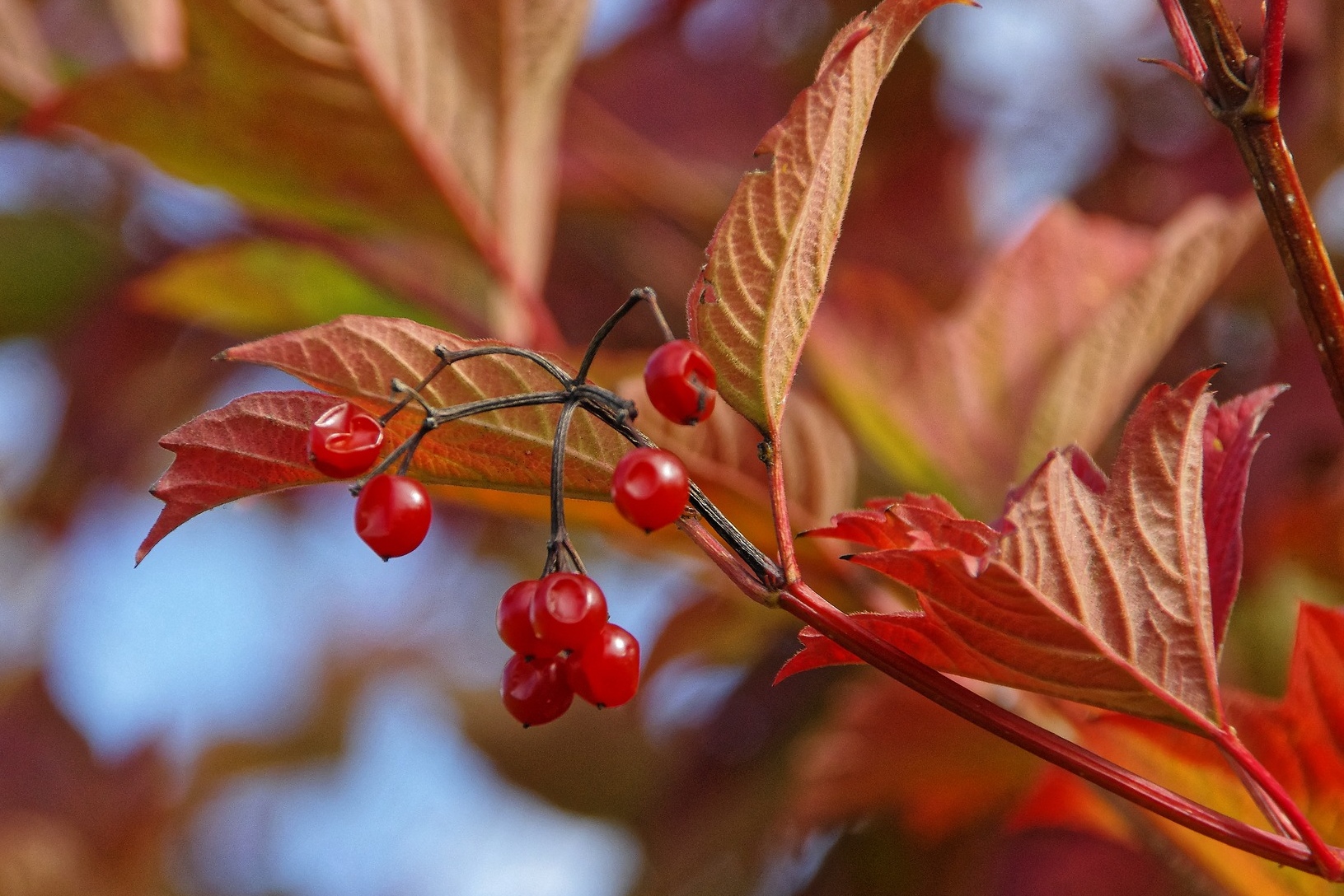 "Viburnum berries in autumn"