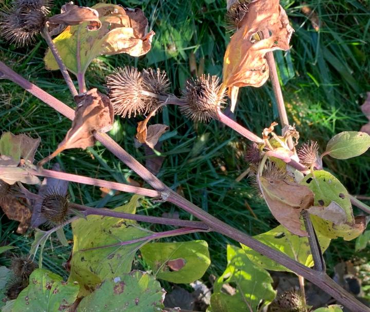 wild-burdock-burrs_full_width.jpeg