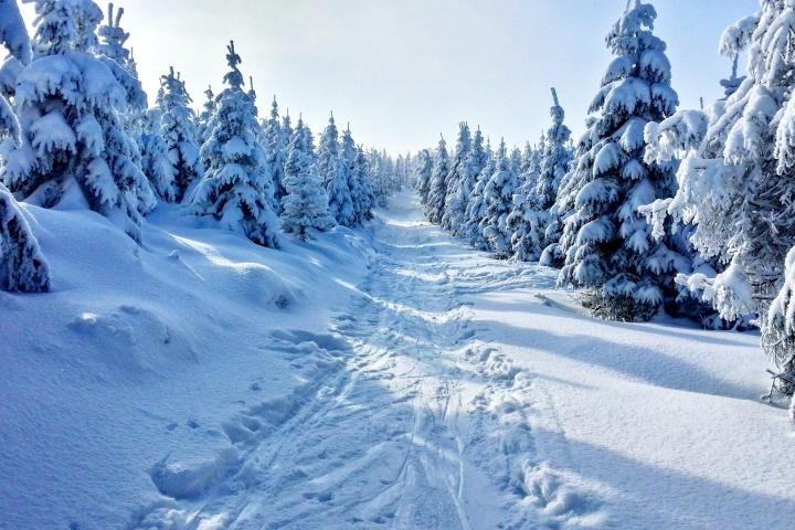 Snow tracks over mountain through trees