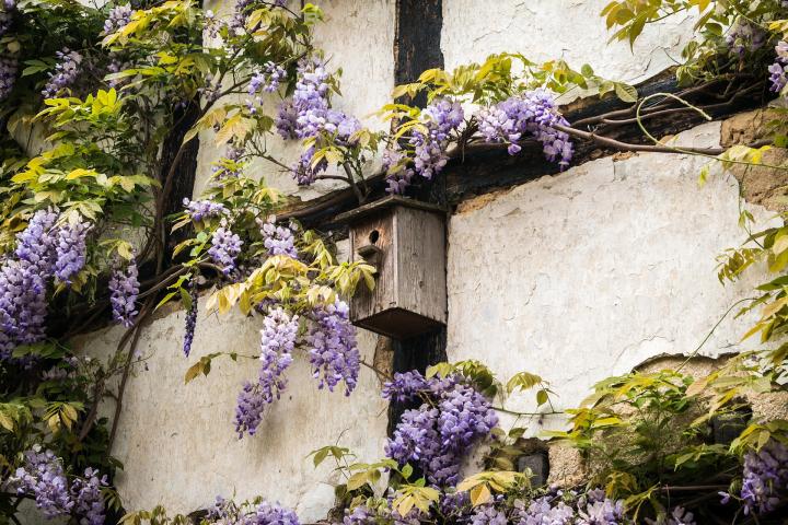 Wisteria Vines on the side of a house with a birdhouse