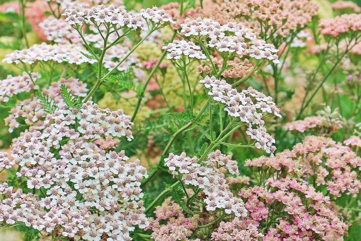 Yarrow with pink flowers