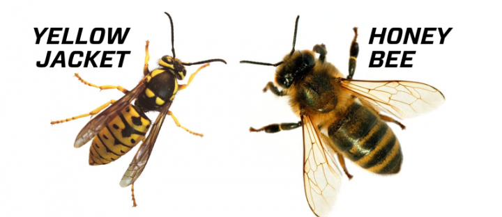 yellow jacket and bee comparision