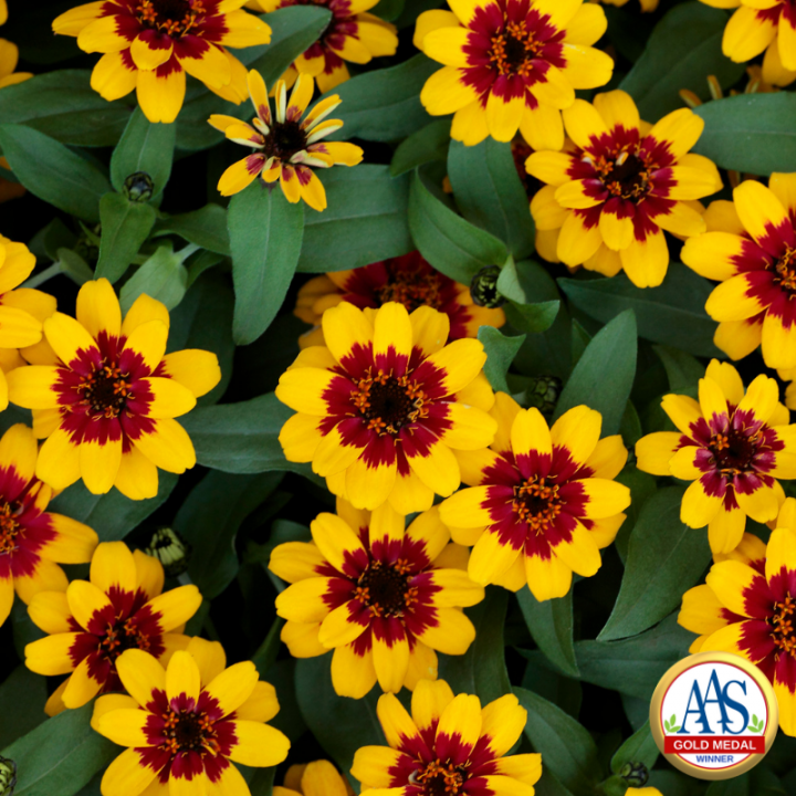 zinnia_profusion_red_yellow_bicolor_gold_medal_logo_full_width.png