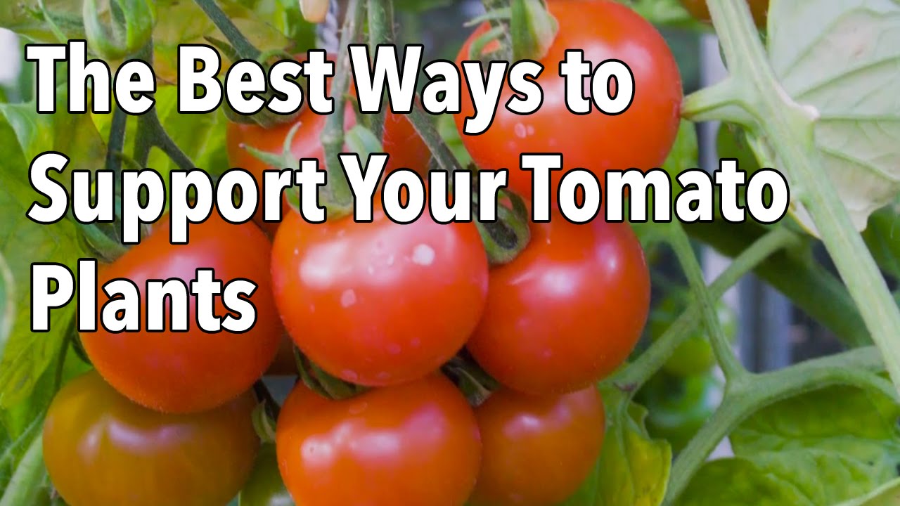 Embedded thumbnail for How to Use Tomato Cages and Tomato Plant Stakes